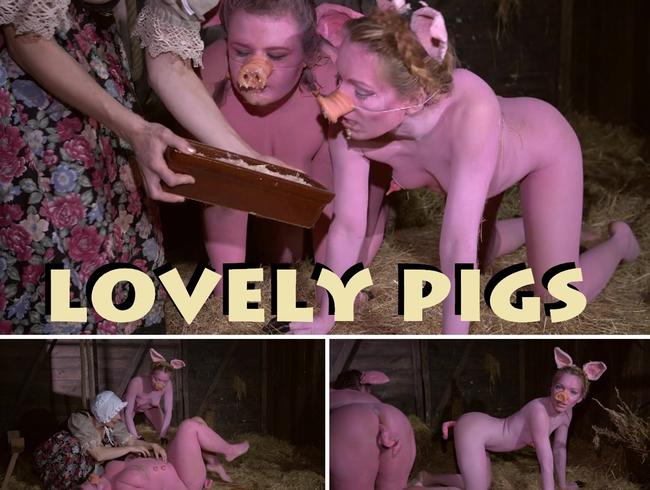 lovely pigs